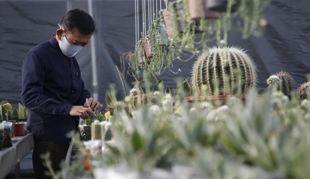 Seorang pria Peneliti dari Pyongyang Floriculture Institute meneliti dan membudidayakan kaktus dan bunga di Pyongyang, Korea Utara, DPRK (14/12/2020). (AP Photo / Jon Chol Jin)