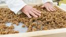 Pekerja "L'Atelier a pates" mengolah pasta khusus menggunakan tepung serangga dari belalang dan jangkrik di Thiefosse, Prancis, 8 Februari 2016. Pasta serangga ini hadir dalam jenis fusili, radiatori, penne dan spageti. (JEAN-Christophe Verhaegen/AFP)