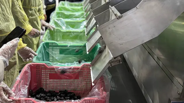 Kurma ajwa produksi Castle Farms di Madinahh