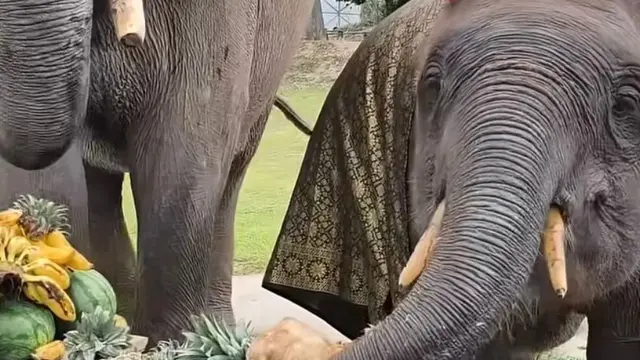 Perayaan ulang tahun Gajah Domang yang ke-4.