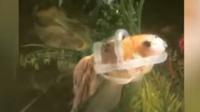 Ikan mas disabilitas. Foto tangkapan layar Garden Sanctuary.