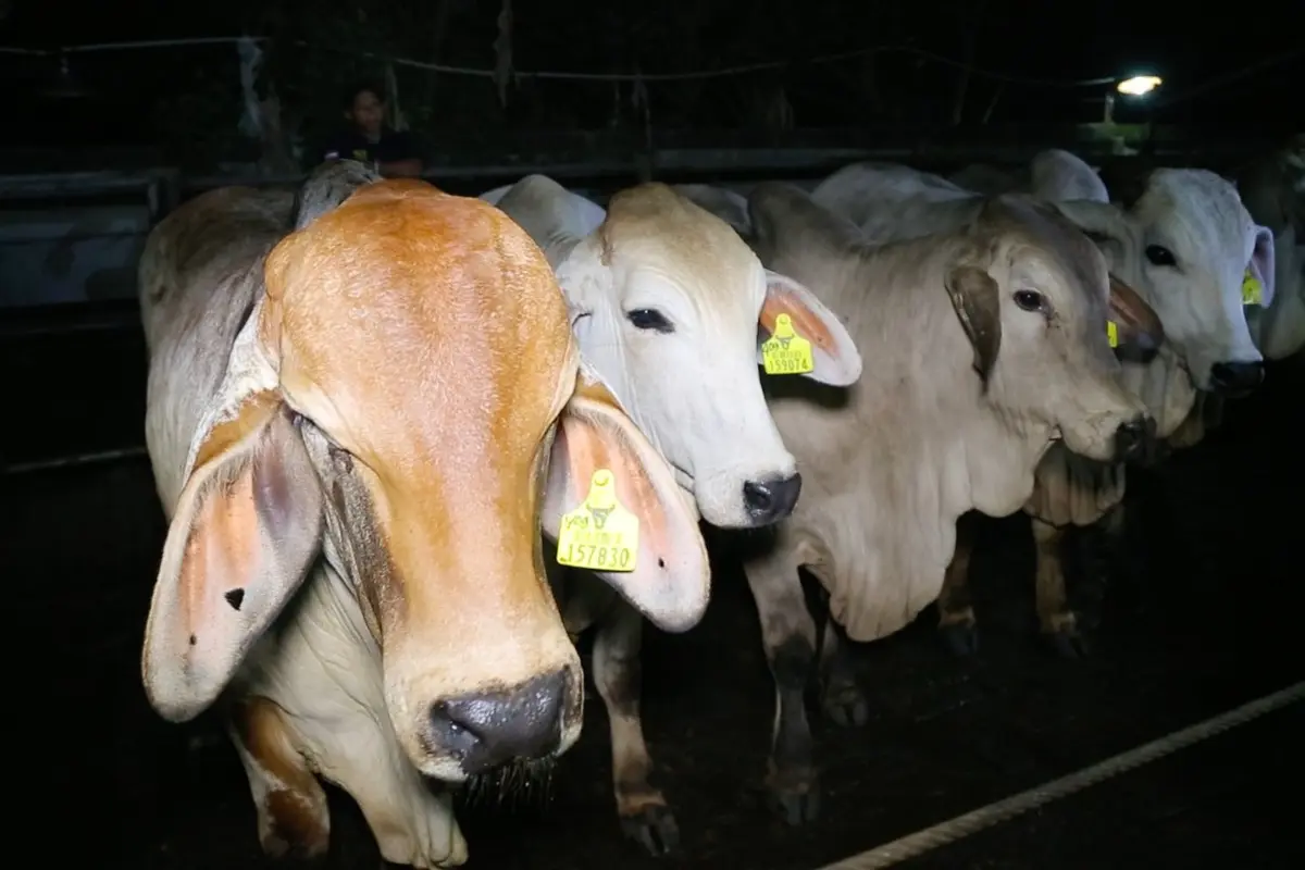 Sapi bakalan di RPH