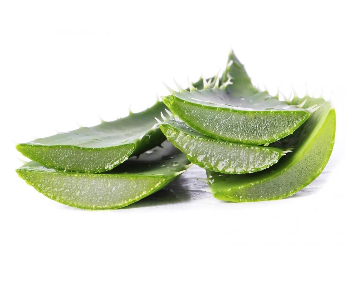 lidah buaya