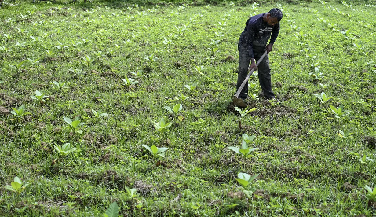 Petani bekerja di perkebunan tembakau di Kuta Cot Glie, provinsi Aceh (6/1/2022).  Kenaikan tarif CHT untuk menekan prevalensi merokok anak usia 10-18 tahun, kesejahteraan tenaga kerja industri rokok, pemerimaan negara melalui cukai dan pengawasan barang kena cukai ilegal. (AFP/Chaideer Mahyuddin)