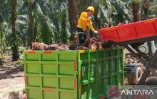 Industri Sawit Nasional: Pilar Ekonomi dan Solusi Ketahanan Pangan Indonesia