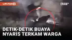 Teror Permukiman, Buaya 3 Meter Nyaris Terkam Warga di Buton