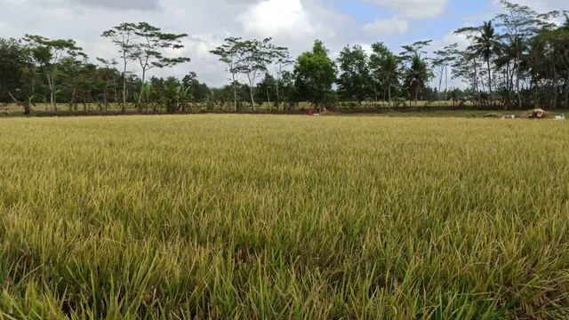 Antisipasi Kerugian Akibat Perubahan Iklim, Kementan Sarankan Petani Ikut AUTP