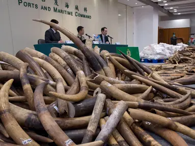 Sejumlah gading gajah sitaan diperlihatkan oleh Bea Cukai Hong Kong, Kamis (6/7). Otoritas Hong Kong menyita kargo berisi gading seberat 7,2 ton yang berasal dari Malaysia dengan nilai USD9 juta atau setara Rp120 miliar. (AP Photo/Kin Cheung)