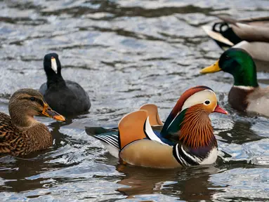 Bebek mandarin berenang di antara bebek-bebek lain di sebuah kolam di Central Park, New York, Selasa (27/11). Bebek langka tersebut mencuri perhatian karena warna bulunya tampak unik dan berbeda dari bebek yang ada di New York. (Don EMMERT / AFP)