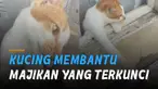 aksi seekor kucing membantu majikannya yang terkunci di luar. Bikin kagum netizen.