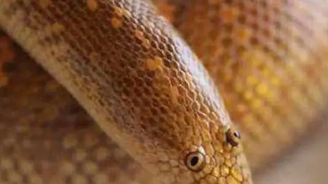 Arabian San Boa, Wujud Ular yang Lucu dan Tidak Menakutkan
