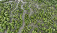 Indonesia Perkuat Rehabilitasi Mangrove Berbasis Ekologi