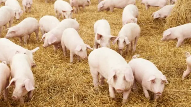 Foto: copyright listverse.com