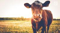 Ilustrasi sapi (iStockPhoto)