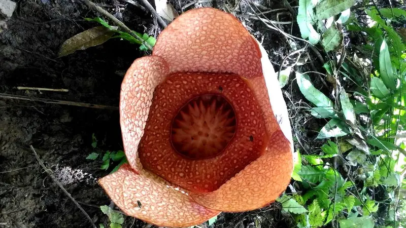 Belasan Rafflesia Langka Segera Bermekaran Di Bengkulu