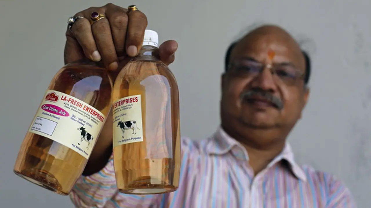 Di Sini Harga Urine Sapi Lebih Mahal Dibanding Susunya, Kok Bisa?