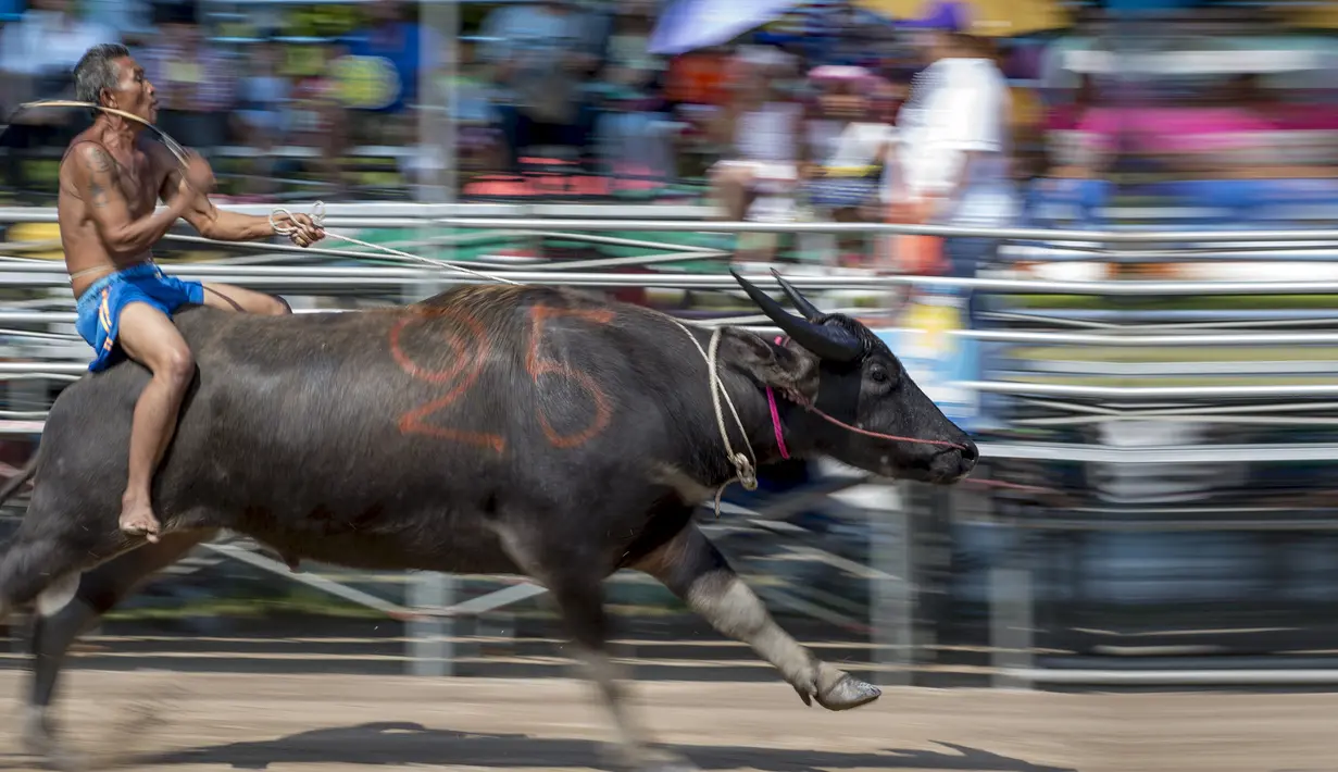 Aksi seorang joki yang memacu kerbaunya dalam festival balap kerbau di Chonburi, Thailand (26/10/2015). Festival tahunan itu diikuti puluhan petani di Chonburi untuk merayakan panen padi. (Reuters/Athit Perawongmetha)
