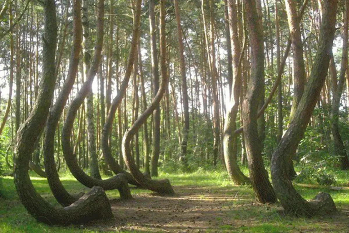 Crooked Forest, Plandia