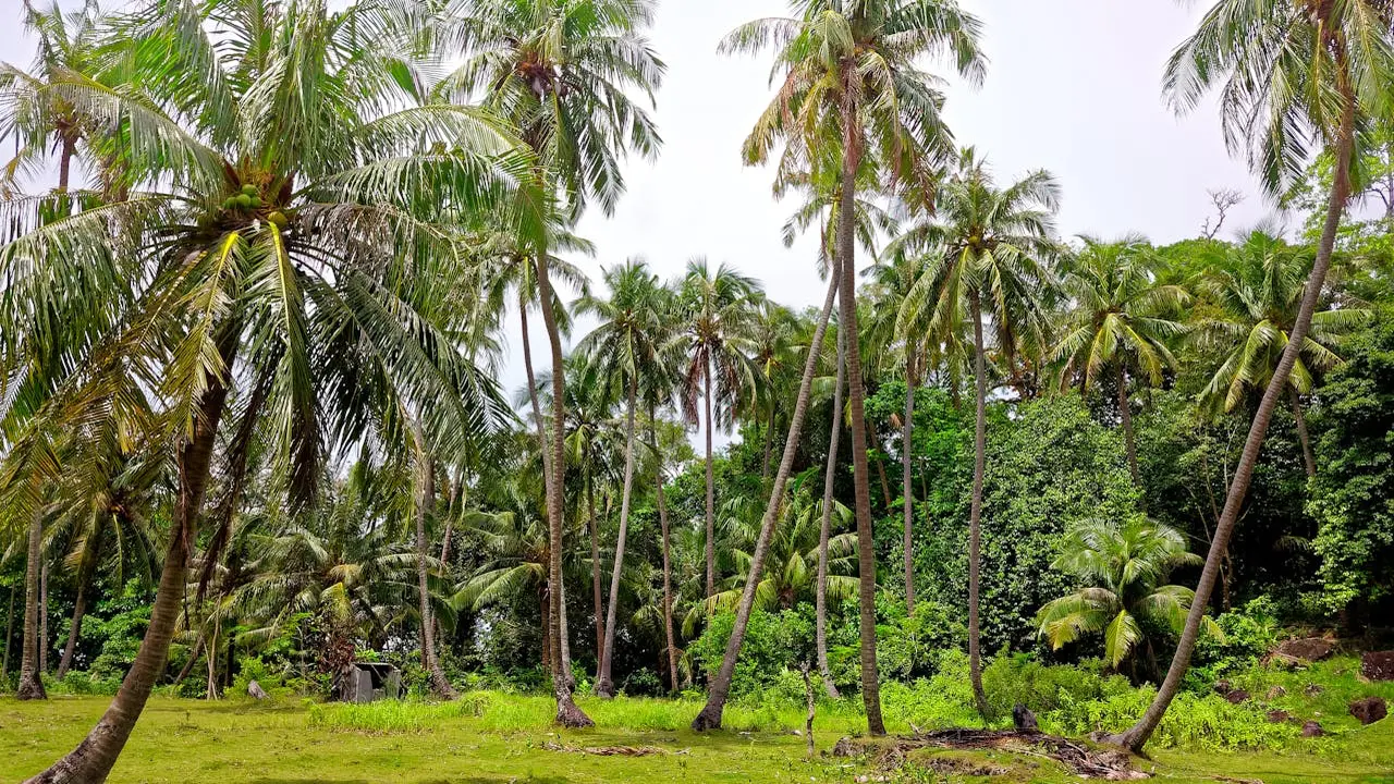 Ilustrasi pohon kelapa