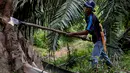 Seorang pekerja sedang menebang pohon di perkebunan kelapa sawit di Sampoiniet, provinsi Aceh (7/3/2021). Kelapa sawit merupakan tanaman perkebunan yang memiliki produksi terbesar di Kabupaten Aceh. (AFP Photo/Chaideer Mahyuddin)