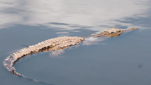 Arti Mimpi Melihat Buaya Lainnya yang Mendatangkan Kesialan