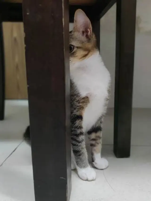 10 Potret Nyeleneh Kucing sedang Sembunyi Tempat Tak Terduga Ini Bikin Gemas