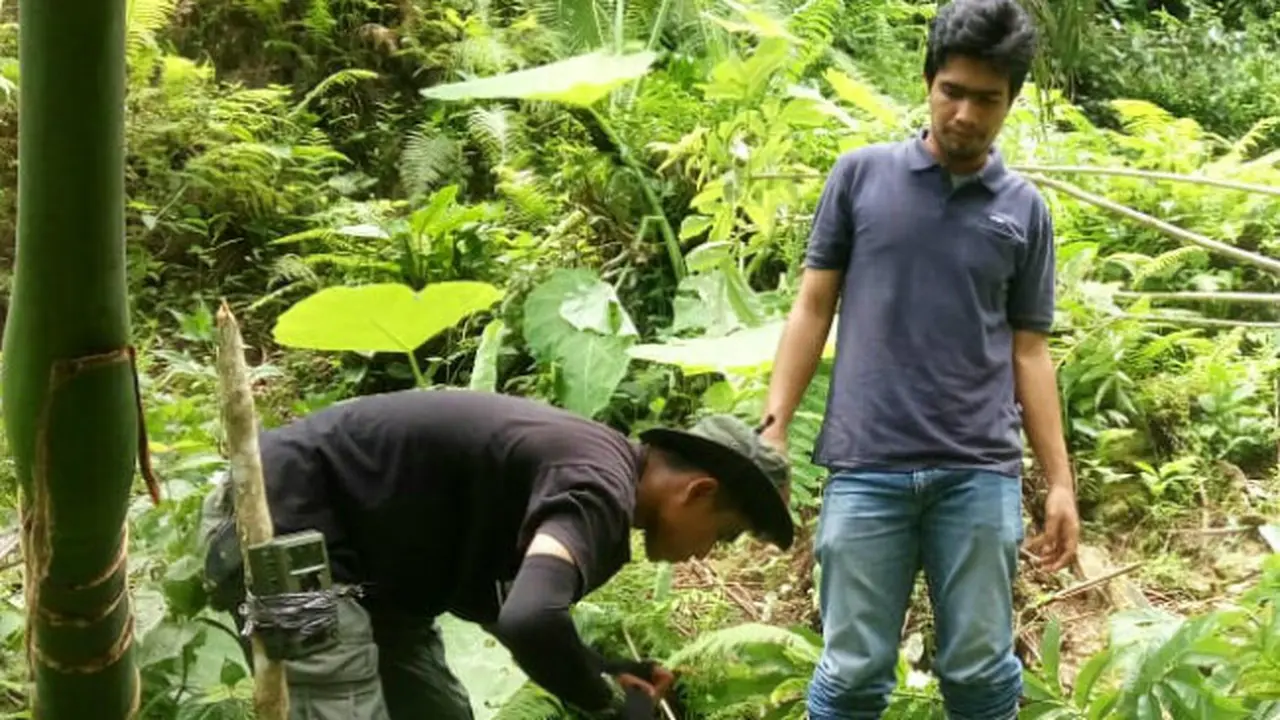 Tiga Kamera Penjebak Dipasang, BKSDA Pantau Harimau Pemangsa Ternak di Agam