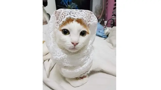 Kelakuan 8 Kucing Pakai Baju Koko Ini Lucunya Kebangetan