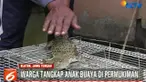 Belum diketahui anak buaya yang ditangkap itu merupakan peliharaan warga yang lepas atau anak buaya liar yang tinggal di sungai tak jauh dari permukiman warga.