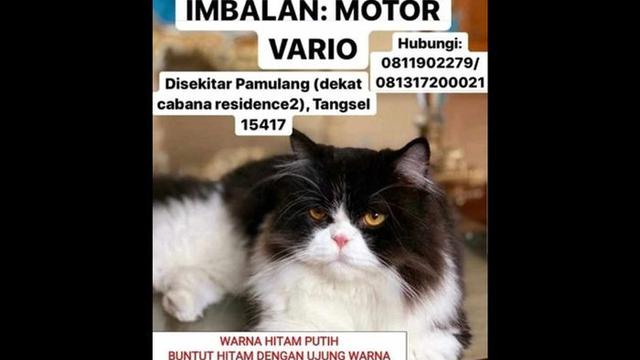 Beri Hadiah Mewah, Ini 6 Pengumuman Kucing Hilang Ini Bikin Heboh