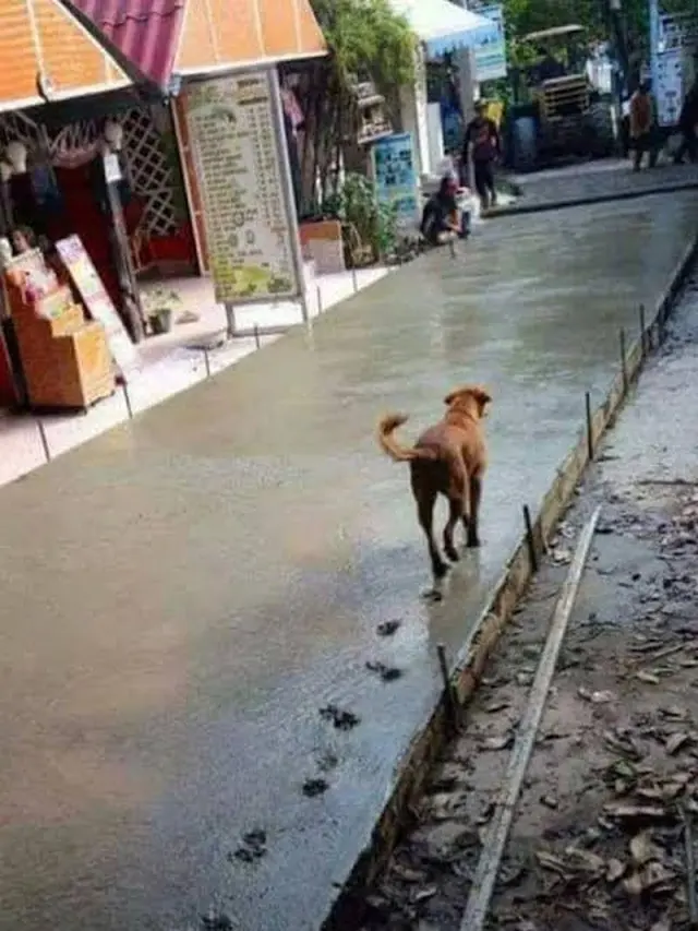 6 Potret Hewan Jalan di Semen Basah Ini Bikin Elus Dada
