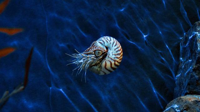 Nautilus