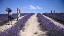 Orang-orang berjalan di ladang lavender di Sale San Giovanni, Cuneo, Italia, 29 Juni 2021. Bunga lavender bermekaran menyajikan pemandangan yang indah. (MARCO BERTORELLO/AFP)