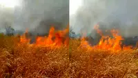Kebakaran di Way Kambas Sulit Padam, Ini Penyebabnya