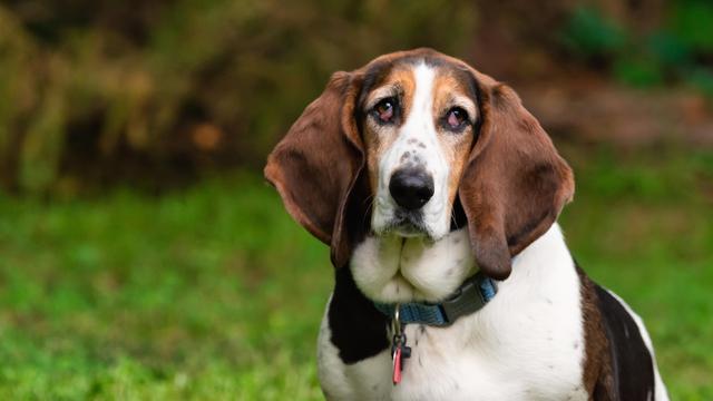 Basset Hound