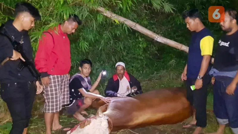 Sapi Simental dicuri (Liputan6.com/Dok:Polisi)