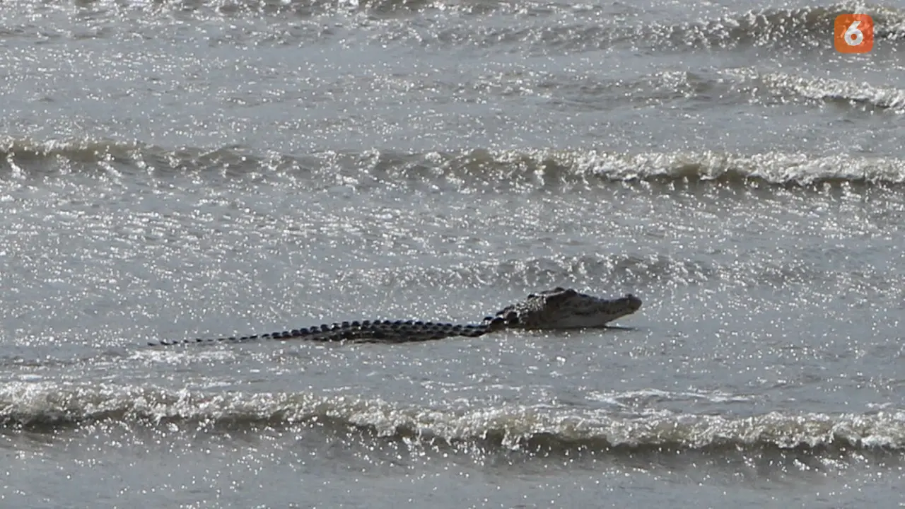 seekor buaya jenis buaya muara (Crocodylus Porosus).