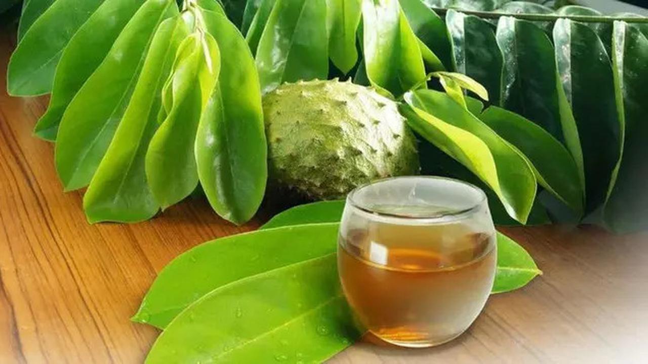 Khasiat Rebusan Daun Sirsak, Dari Menurunkan Asam Urat hingga Diabetes