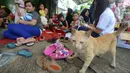 Peserta saat mengikuti lomba kucing mirip Bobby The Cat milik capres Prabowo Subianto di DPP Partai Gerindra, Jakarta, Sabtu (9/3). Bobby The Cat sendiri tak dihadirkan dalam acara ini. (Liputan6.com/Herman Zakharia)