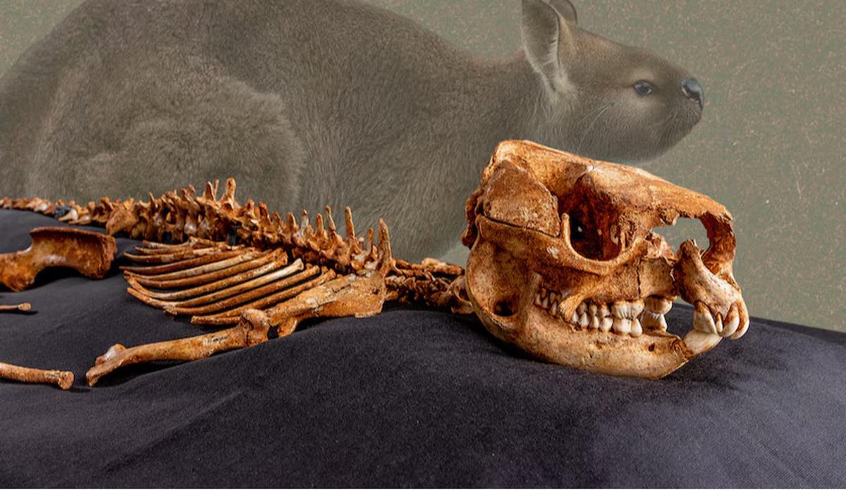 fosil kanguru raksasa