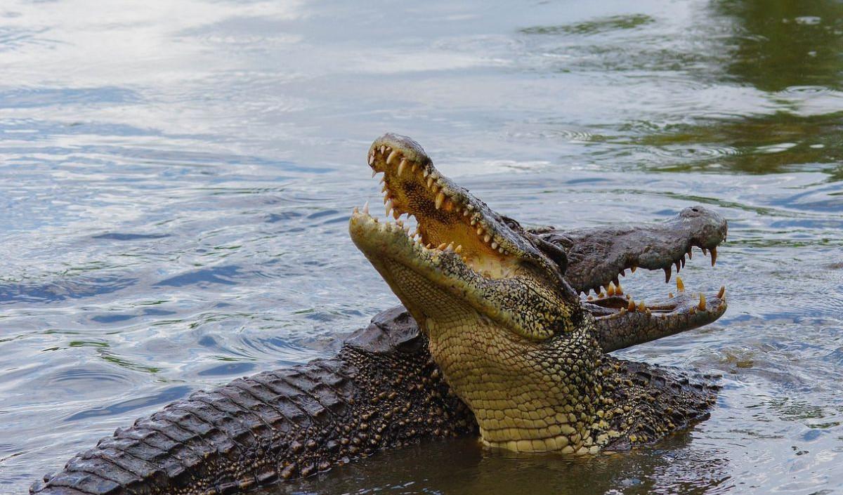 <b>Buaya</b>