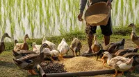 7 Model Ternak Bebek dan Tanam Padi Sederhana untuk Hemat Biaya Pakan, Mudah Dipraktikkan