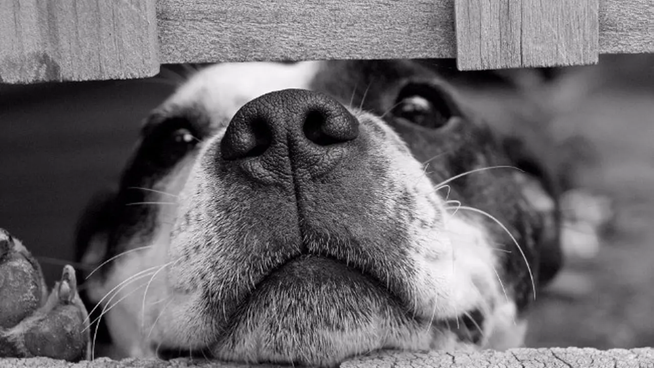 Sadis, Pria Ini Bunuh dan Bantai Anak Anjing Secara Streaming