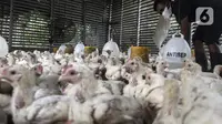 Harga Ayam Rp 40.000 per Kg di Pasar, Peternak: Ada Mata Rantai yang Harus Dibuka