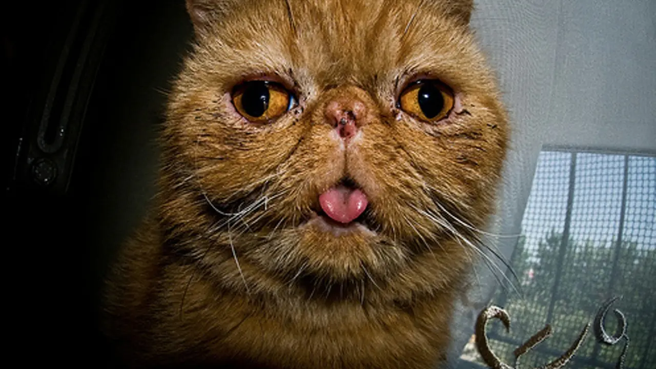 21 Kucing Bodoh yang Terlalu Unyu untuk Dicela