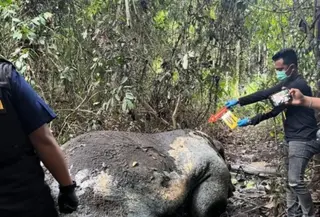 petugas kepolisian tengah mengolah tempat kejadian perkara ditemukannya bangkai gajah dengan kepala terpenggal di Pelalawan Riau. (Liputan6.com/ Dok Polres Pelalawan Riau)