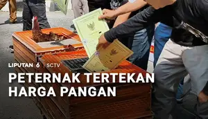 Peternak Tertekan Harga Pakan