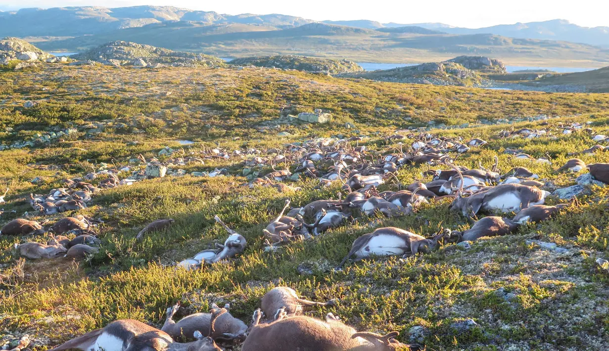 Ratusan bangkai rusa tergeletak mati di sebuah taman alam di Hardangervidda, Norwegia (28/8). Sekitar 300 ekor rusa mati tersambar petir akibat badai melanda wilayah setempat Jumat lalu. (Havard Kjotvedt/SNO/Miljodirektoratet/NTB Scanpix via Reuters)