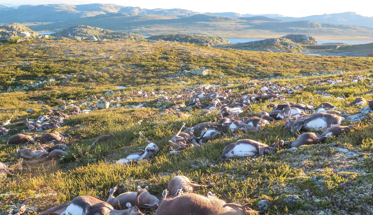 Ratusan bangkai rusa tergeletak mati di sebuah taman alam di Hardangervidda, Norwegia (28/8). Sekitar 300 ekor rusa mati tersambar petir akibat badai melanda wilayah setempat Jumat lalu. (Havard Kjotvedt/SNO/Miljodirektoratet/NTB Scanpix via Reuters)