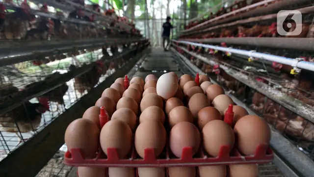 FOTO: Harga Telur Ayam Masih Rendah